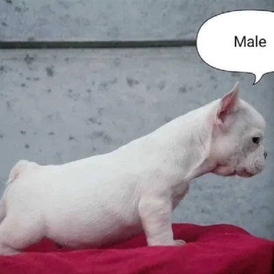 French Bulldog  puppies for sale in Vijayawada