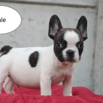 French Bulldog  puppies for sale in Vijayawada