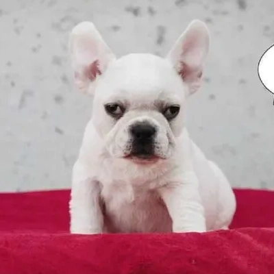 French Bulldog  puppies for sale in Vijayawada