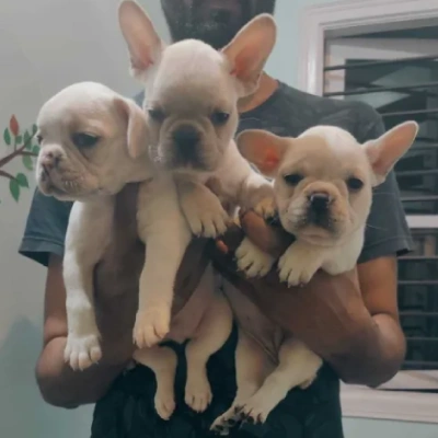 French Bulldog

 puppies for sale in Ajmer