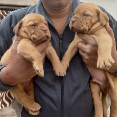 French Mastiff puppies for sale in Vijayawada