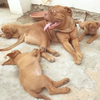 French Mastiff puppies for sale in Udaipur