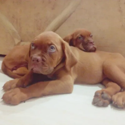 French Mastiff puppies for sale in Bikaner