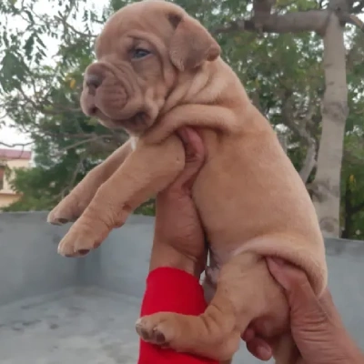 French Mastiff puppies for sale in Vijayawada