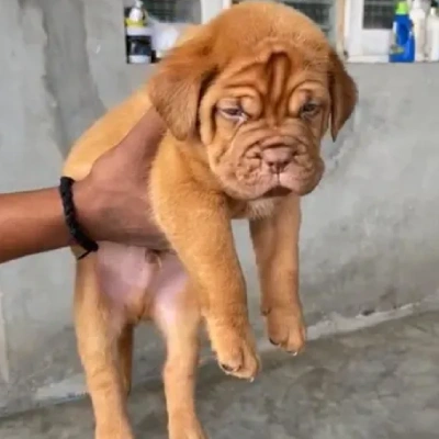 French Mastiff puppies for sale in Bikaner