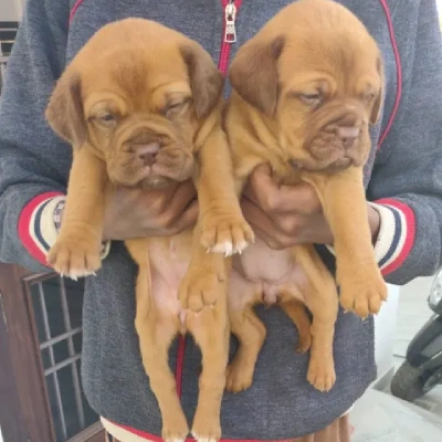 French Mastiff puppies for sale in Bikaner