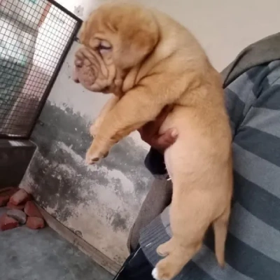 French Mastiff puppies for sale in Vijayawada