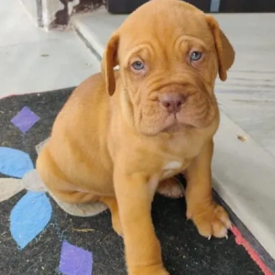 French Mastiff puppies for sale in Udaipur