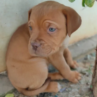 French Mastiff puppies for sale in Udaipur