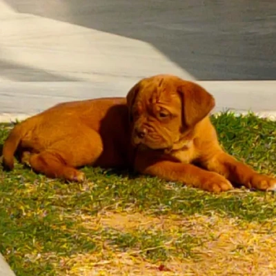 French Mastiff puppies for sale in Udaipur