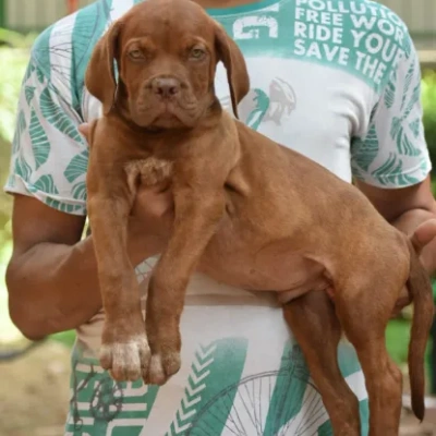 French Mastiff puppies for sale in Udaipur