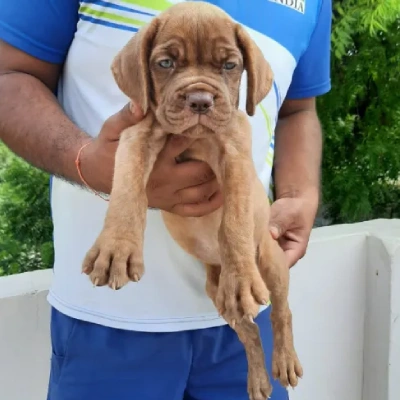 French Mastiff puppies for sale in Bikaner