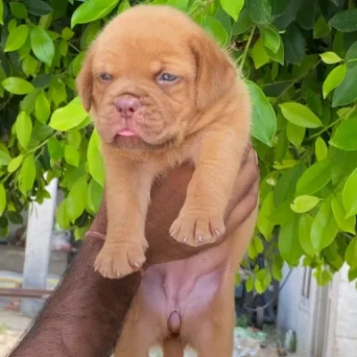 French Mastiff puppies for sale in Udaipur