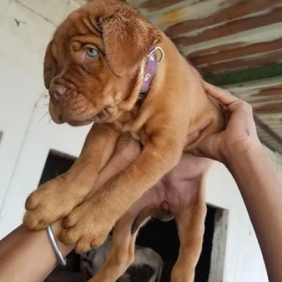 French Mastiff puppies for sale in Udaipur