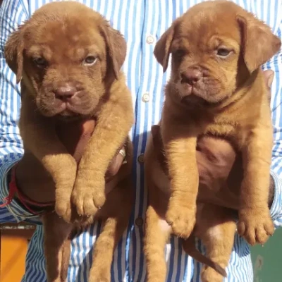 French Mastiff puppies for sale in Vijayawada