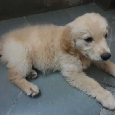 Golden Retriever puppies for sale in Vijayawada