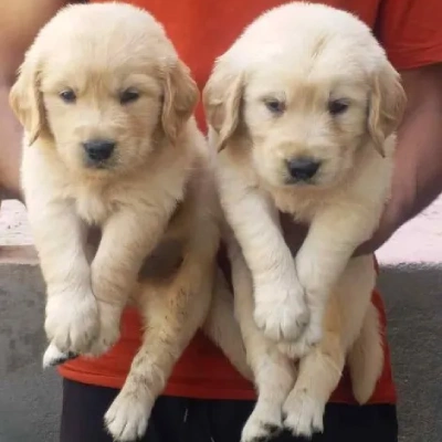 Golden Retriever puppies for sale in Visakhapatnam