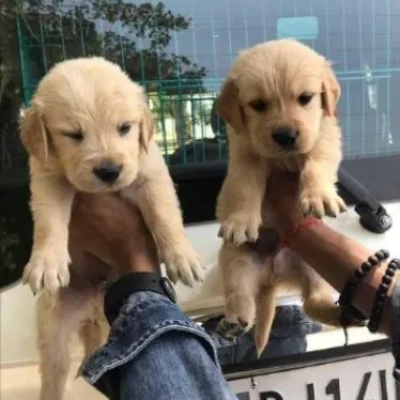 Golden Retriever puppies for sale in Visakhapatnam