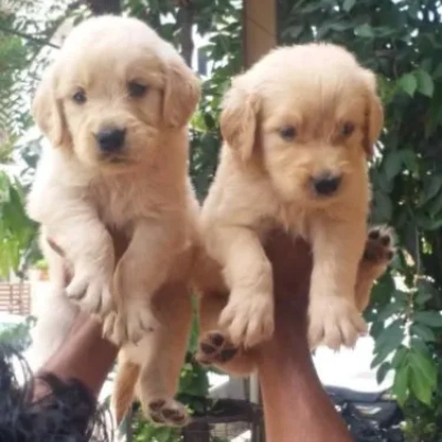 Golden Retriever puppies for sale in Visakhapatnam