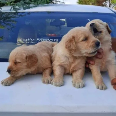 Golden Retriever puppies for sale in Ajmer