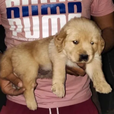 Golden Retriever puppies for sale in Gurgaon