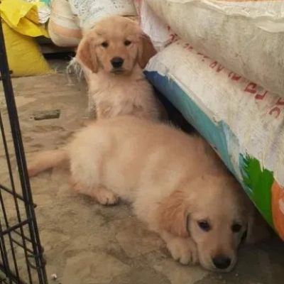 Golden Retriever puppies for sale in Gurgaon