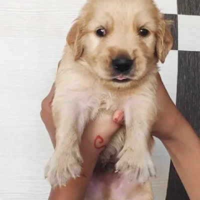 Golden Retriever puppies for sale in Visakhapatnam