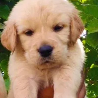 Golden Retriever puppies for sale in Ajmer