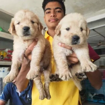 Golden Retriever puppies for sale in Gurgaon