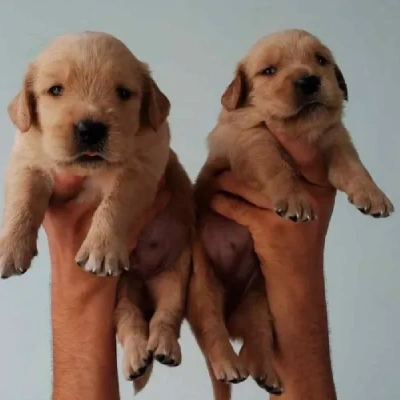 Golden Retriever puppies for sale in Vijayawada