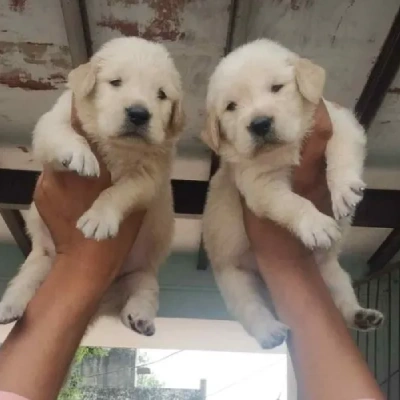 Golden Retriever puppies for sale in Ajmer