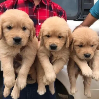 Golden Retriever puppies for sale in Bikaner