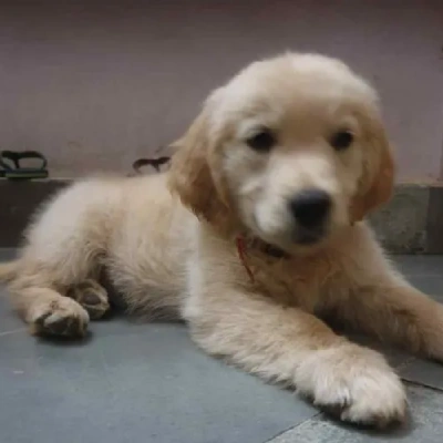 Golden Retriever puppies for sale in Visakhapatnam