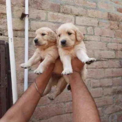 Golden Retriever puppies for sale in Vijayawada