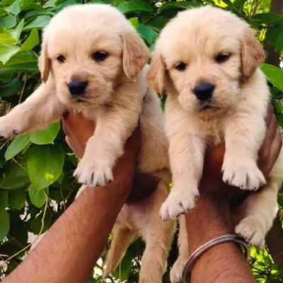 Golden Retriever puppies for sale in Jodhpur