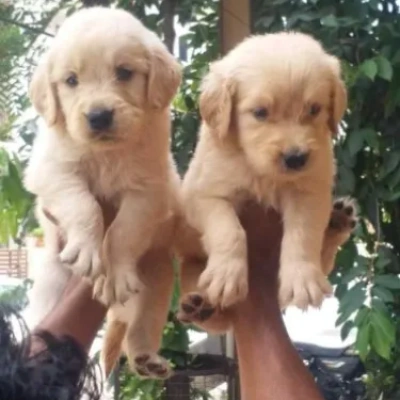 Golden Retriever puppies for sale in Kota