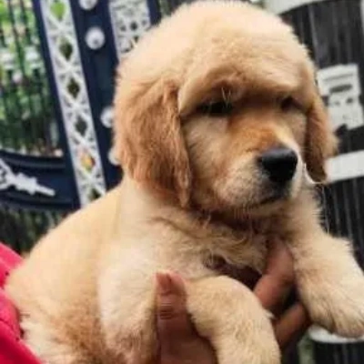 Golden Retriever puppies for sale in Bikaner