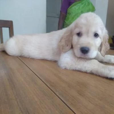 Golden Retriever puppies for sale in Bikaner