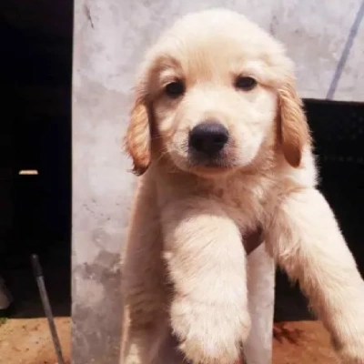 Golden Retriever puppies for sale in Vijayawada