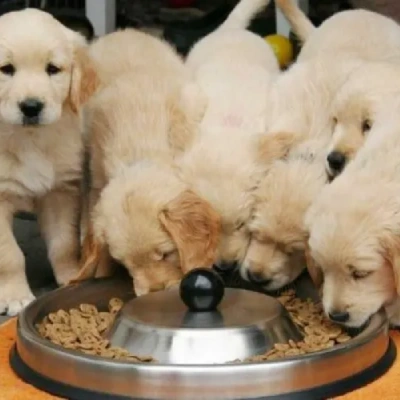 Golden Retriever puppies for sale in Ajmer