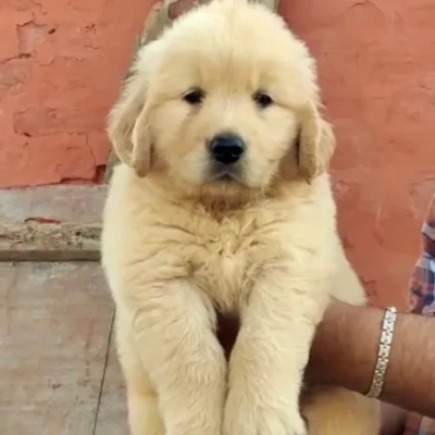 Golden Retriever puppies for sale in Ajmer