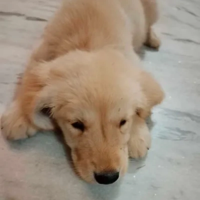 Golden Retriever puppies for sale in Gurgaon