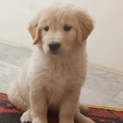 Golden Retriever puppies for sale in Visakhapatnam