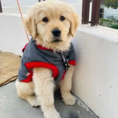 Golden Retriever puppies for sale in Jodhpur