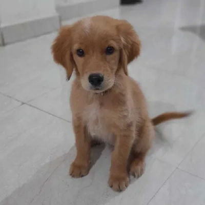 Golden Retriever puppies for sale in Kota