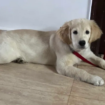 Golden Retriever puppies for sale in Vijayawada