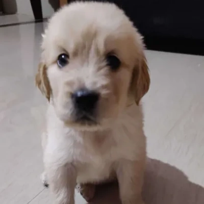 Golden Retriever puppies for sale in Gurgaon