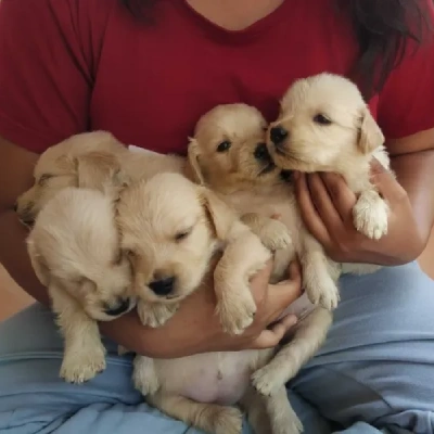 Golden Retriever puppies for sale in Vijayawada