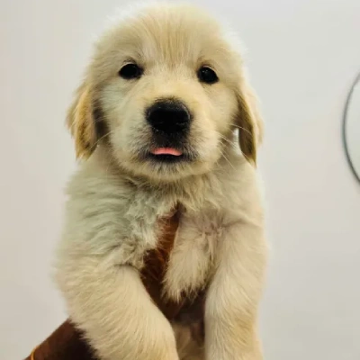 Golden Retriever puppies for sale in Gurgaon