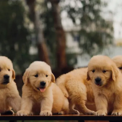 Golden Retriever puppies for sale in Visakhapatnam